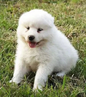 Samoyedo | Wikifaunia, tu enciclopedia de animales