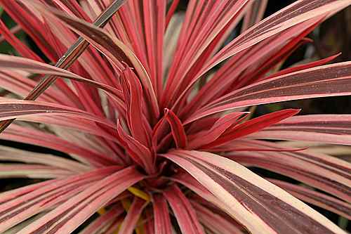 San Marcos Growers >Cordyline