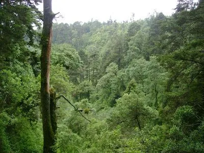 SAN MARCOS Y SUS LINDOS BOSQUES