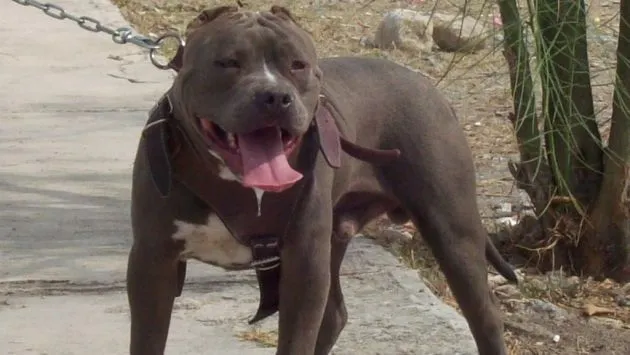 San Miguel: Banda usa a perro pitbull para asaltar | Actualidad ...