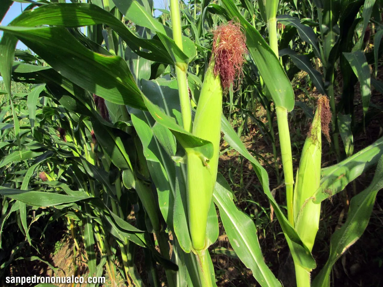 San Pedro Nonualco - Sitio web oficial: Así está el campo en estos ...