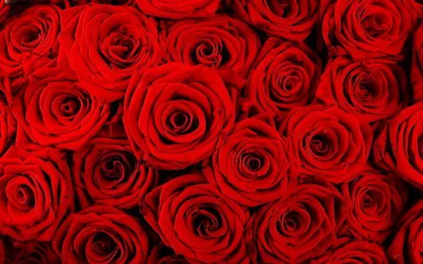 San Valentín: rosas y espinas | esther vivas