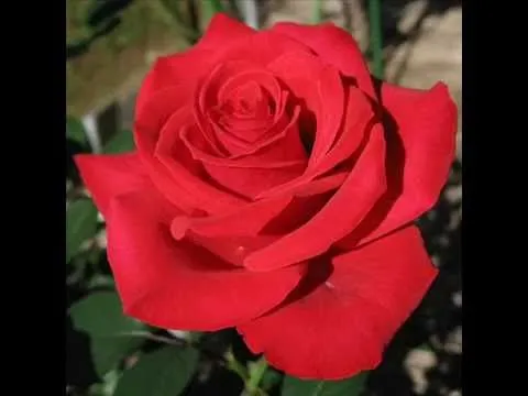 San Valentín y la tradición de las rosas rojas - Worldnews.