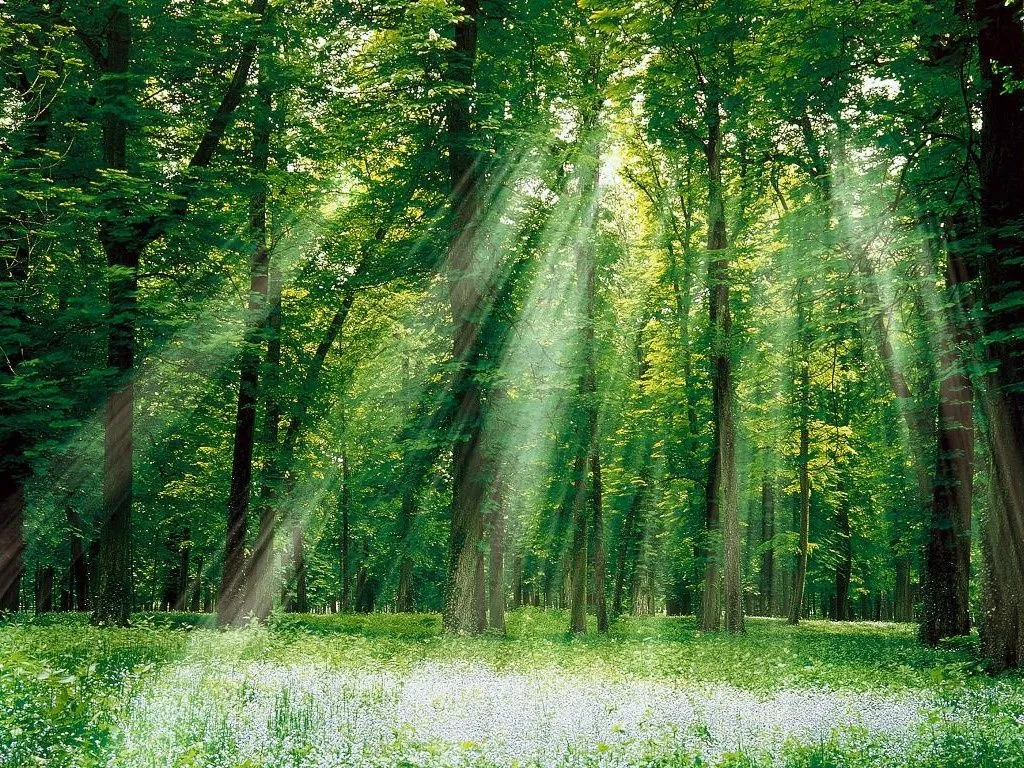 Sano, sano, requetesano: En los bosques