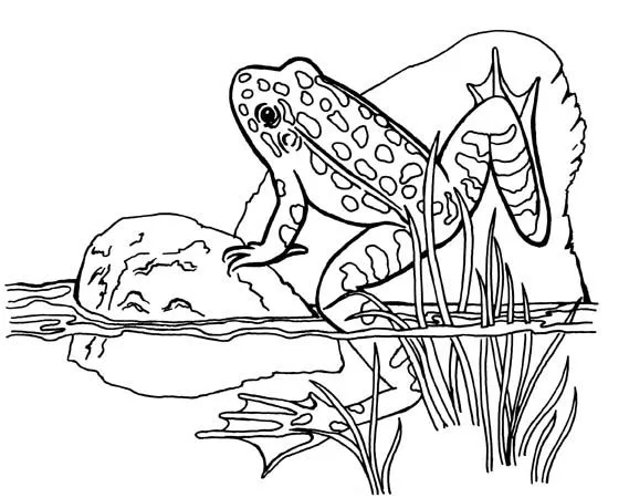 sapo na lagoa Colouring Pages