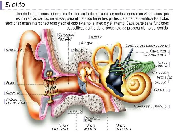 sarah villegas: EL OIDO