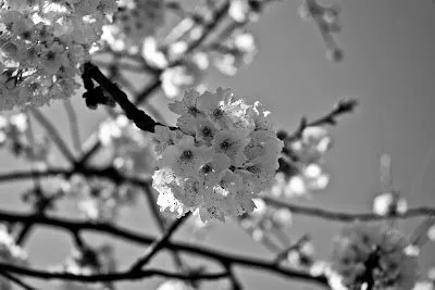 saripu photographer*: Las flores pueden ser en blanco y negro...