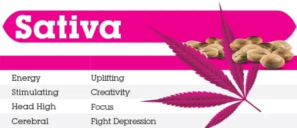 Sativa_Banner.jpg