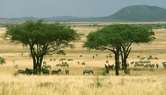 Savana Africana – Animais e Vegetação | Meio Ambiente - Cultura Mix