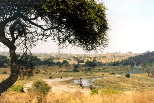 Savana Africana – Animais e Vegetação | Meio Ambiente - Cultura Mix