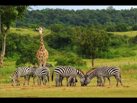 La savana - Il paradiso dei mammiferi - Documentario ITA - YouTube