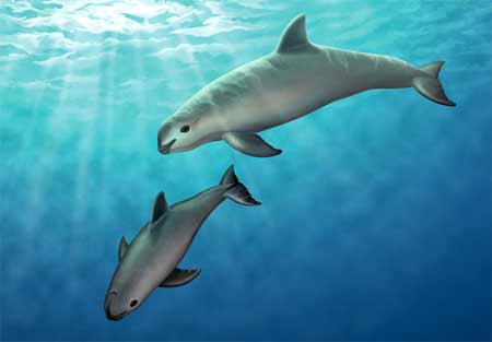 Save Nature Save Human: Vaquita