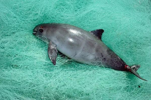 Save Nature Save Human: Vaquita