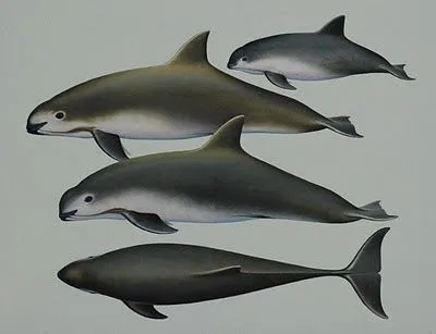 Save Nature Save Human: Vaquita