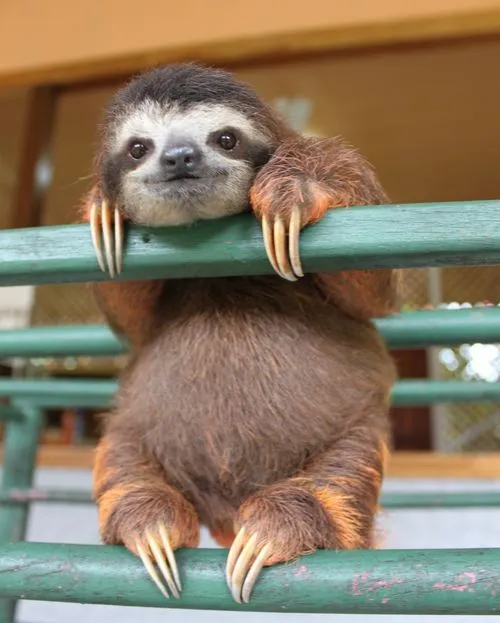 Save Our Sloths! - ZooBorns