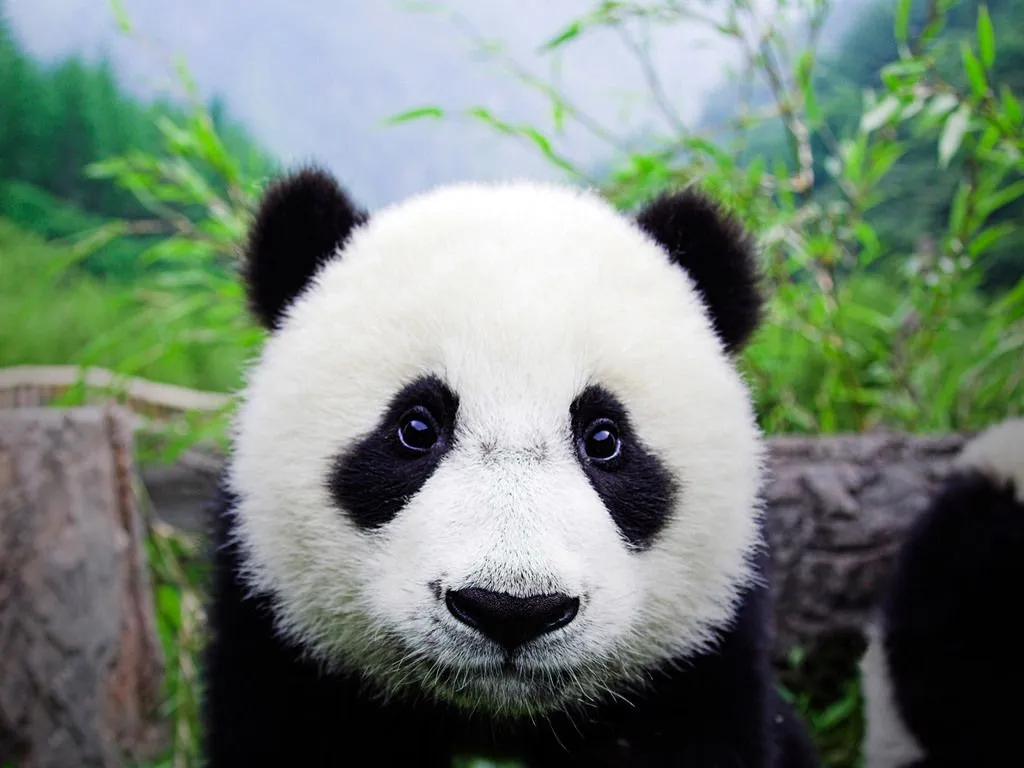 Saveanimalsworld: Oso panda