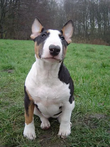 Saved by dogs: English Bull Terriers: Proof that God, and perhaps ...