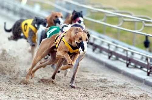 SaveTheDogs.es: CANÓDROMOS E HIPÓDROMOS: ¿POR QUÉ CORREN LOS ANIMALES?