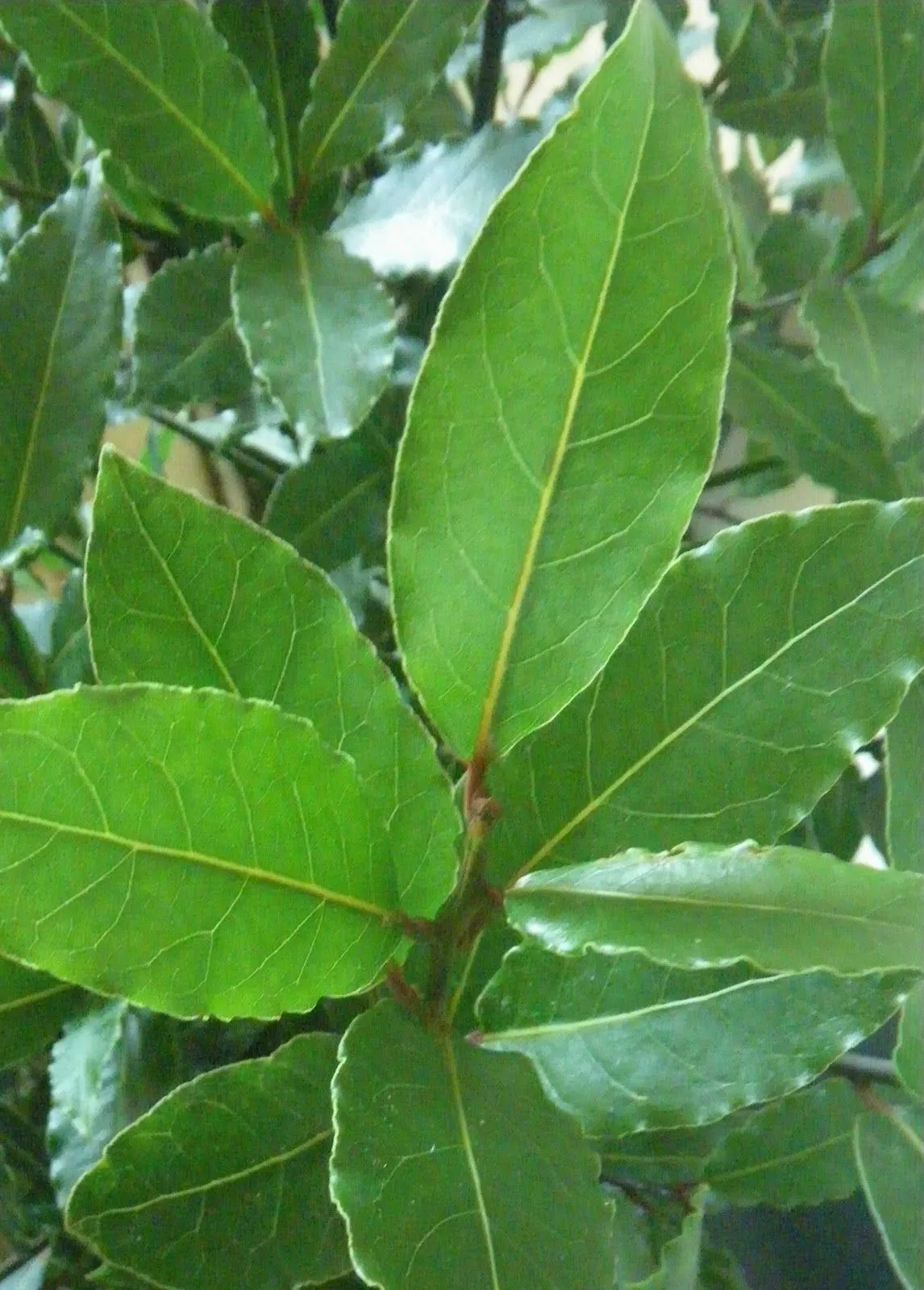 Scented Leaf: Bay Laurel, edible and medicinal tree