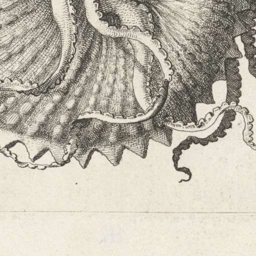 Schelp, argonauta nodosa, Wenceslaus Hollar, 1644 - 1652 - Rijksmuseum