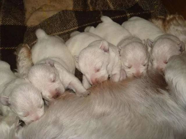 Fotos de SCHNAUZER MINI BLANCOS HIJOS DE PADRE IMPORTADO - Capital ...