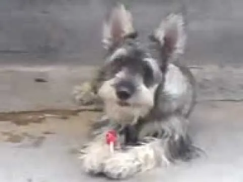 schnauzer comiendo paleta - YouTube