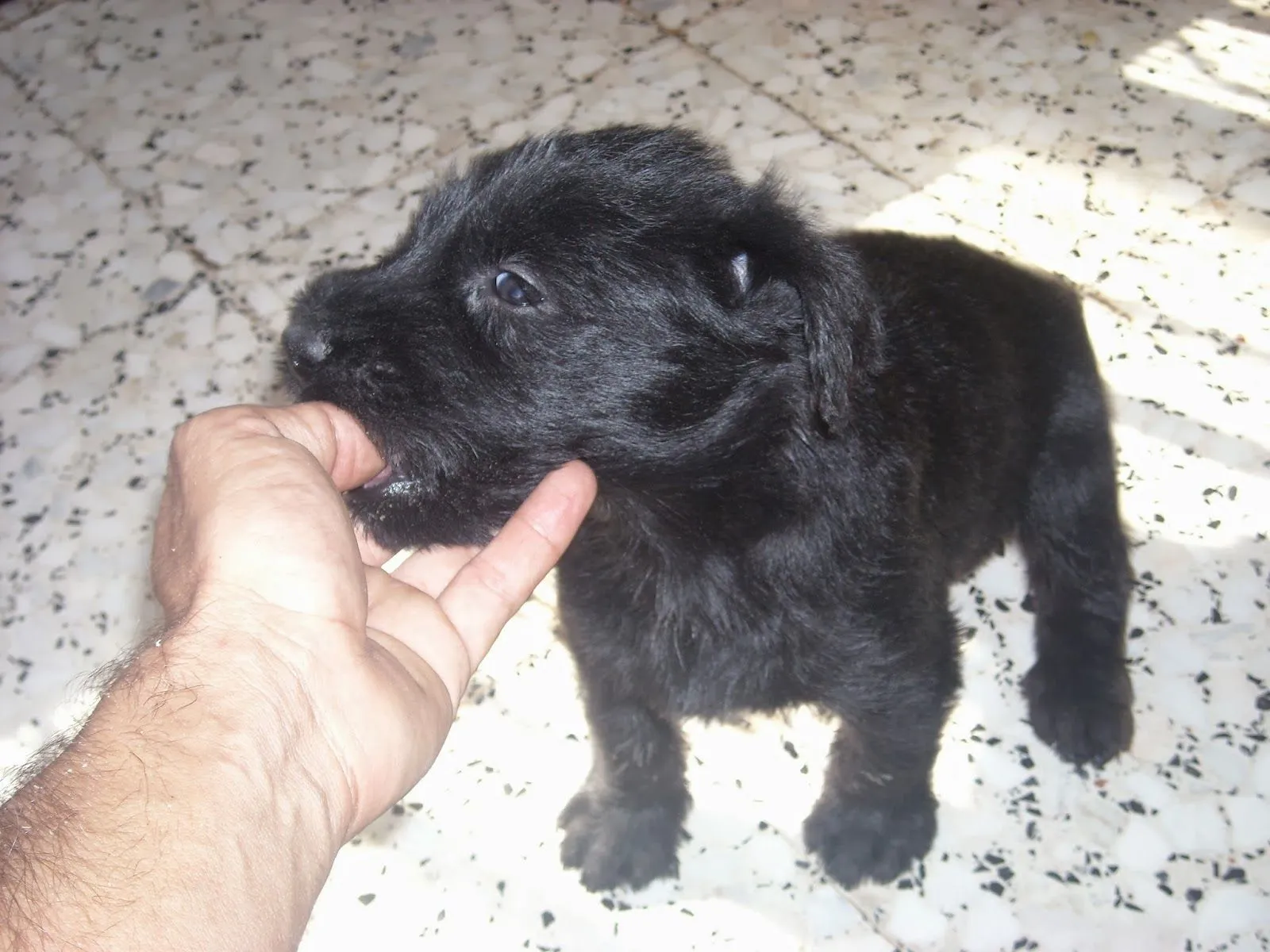 Mi Schnauzer Gigante: El tito Arturo