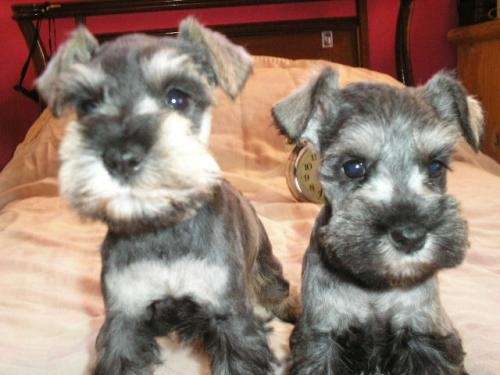 Schnauzer miniatura bebé - Imagui