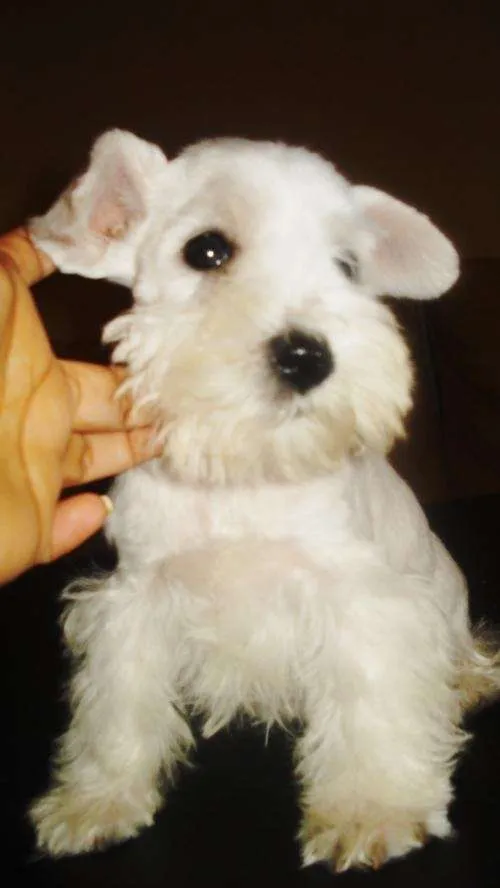 schnauzer mini blanco machito de 5 meses con ped fca en Capital ...