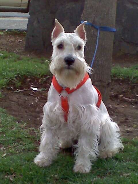 Schnauzer Miniatura Blanco Busca Novia En Distrito Federal | HD ...