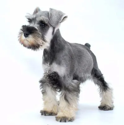 SCHNAUZER MINIATURA -www.cachorrosfinos.cl - Cachorros Finos ...