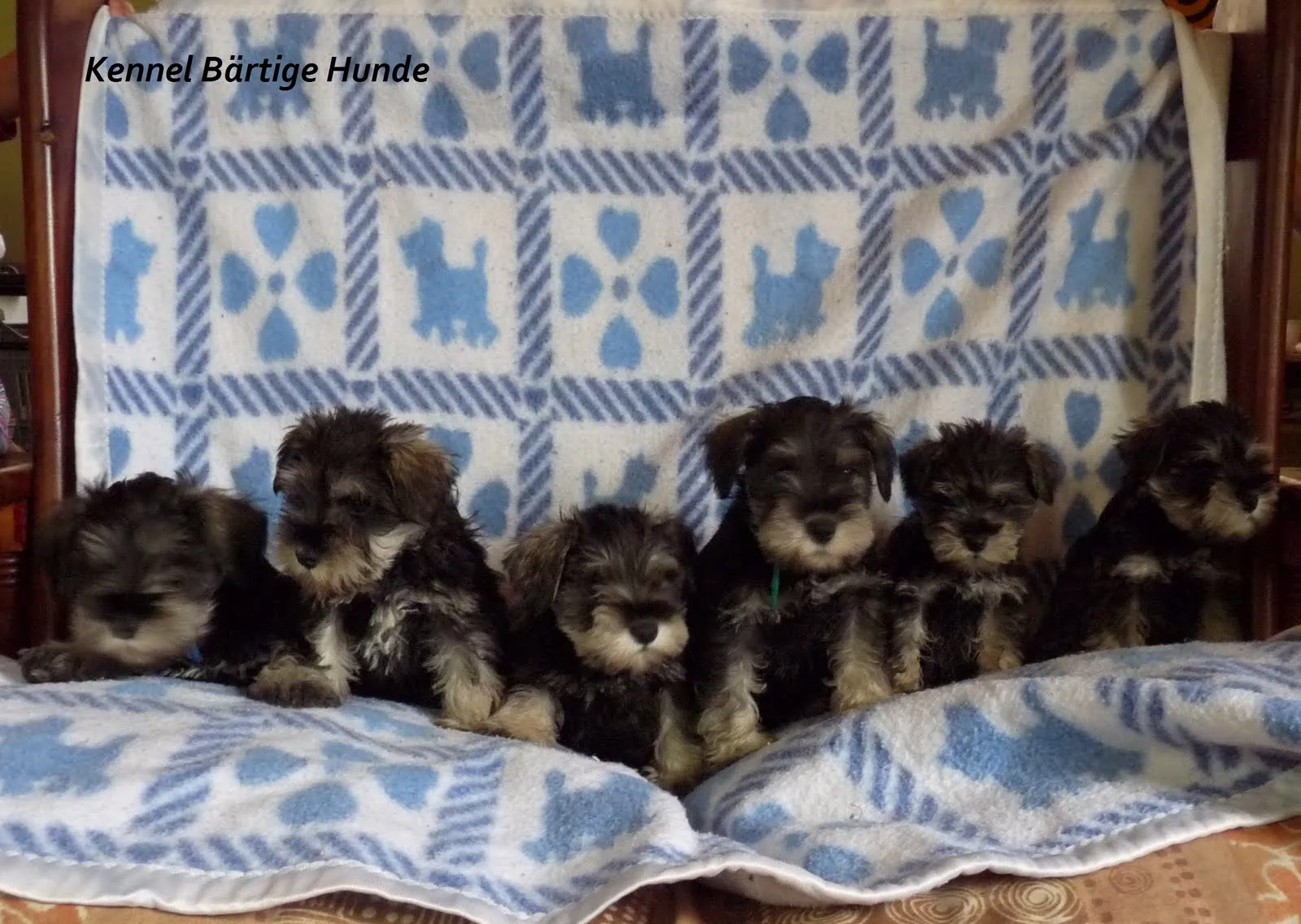 SCHNAUZER DE LA PATAGONIA - CALIDAD Y DISTINCIÓN: Bienvenidos Bebés ...