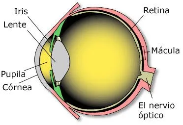 Science : Partes del ojo