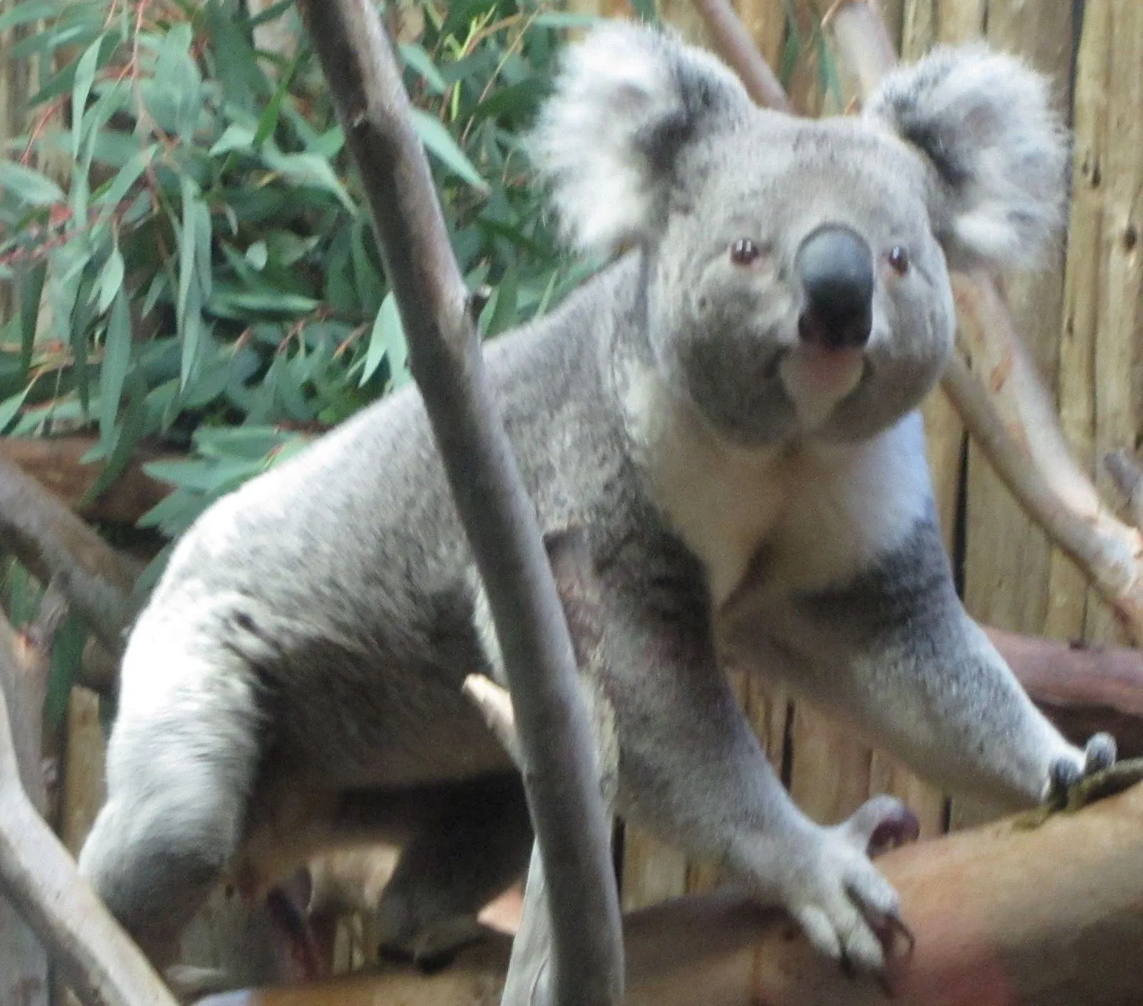 Science Stuff: The Koala "