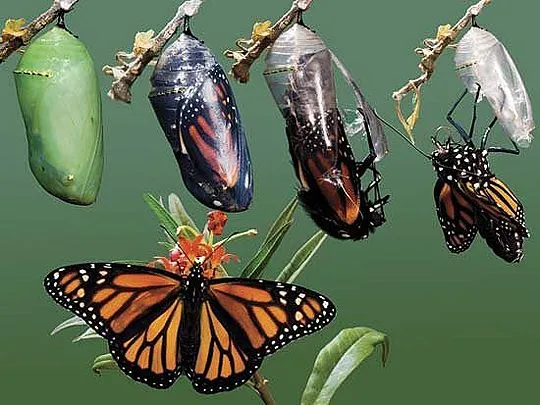 Sciencuriosities: Metamorphosis: de gusano a mariposa