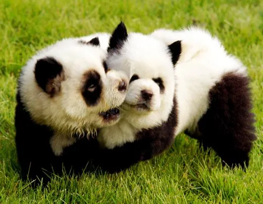 Seaprincess1...Still believes in Shooting Stars: Baby Puppy Pandas ...