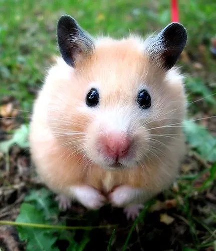 El Secreter: "¡Mamá, quiero un hamster!"