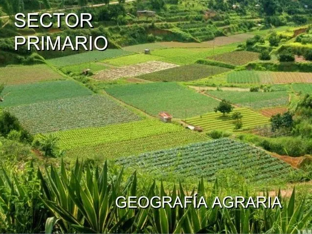 SECTOR PRIMARIO: LA AGRICULTURA