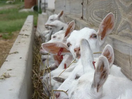 sectores de cabras para consumo - Picture of Cabras de Cafayate ...