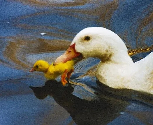 Ser Niños: Cuentos: Carrera de patos.