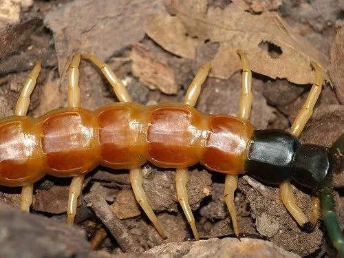 SEGMENTOS / Cienpies Gigante Desértico (Scolopendra heros) - a ...