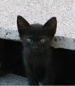 ... Seguimos esperando ... adoptanos !: Dar en adopcion gatitos negros BBs
