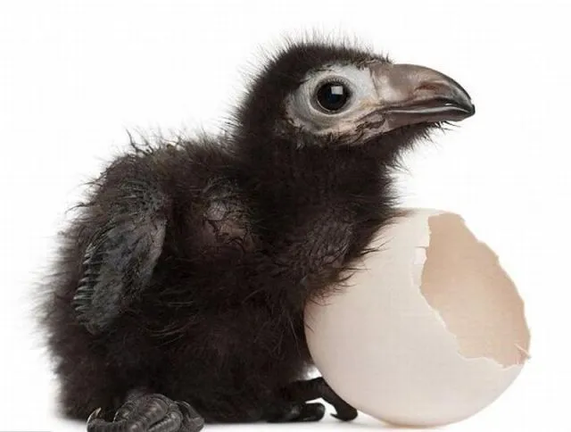 segundaplenitud | Página 212