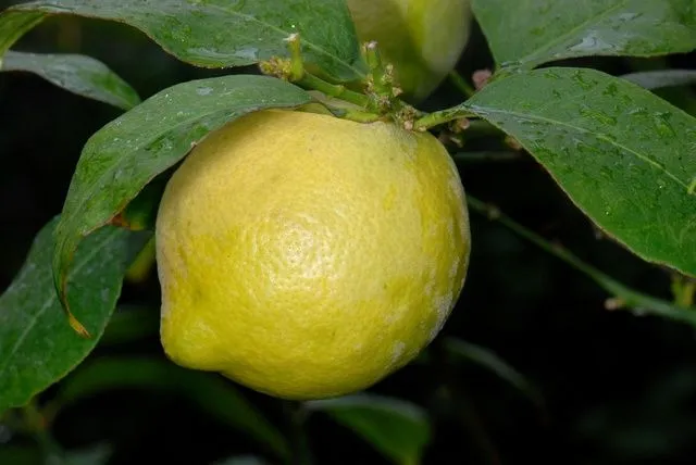 SEINet - Citrus limon