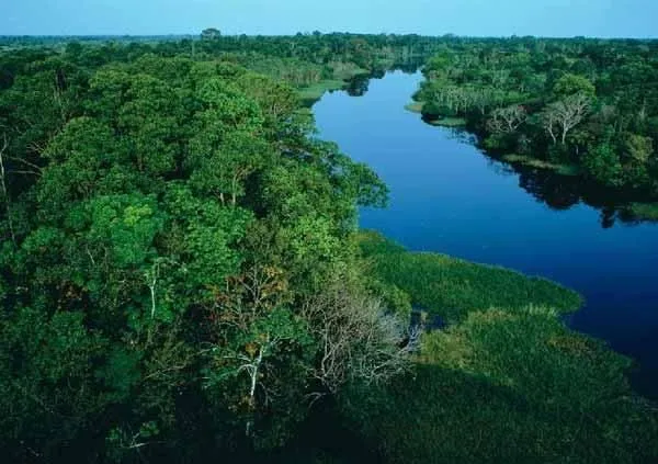 La selva del Amazonas, "Los Pulmones de la Tierra" CCTV-International