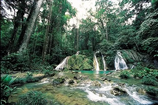 SELVA O BOSQUE HUMEDO TROPICAL | NATURE N ENVIRONMENT!!