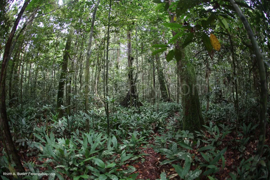 La Selva Húmeda del Indonesia (