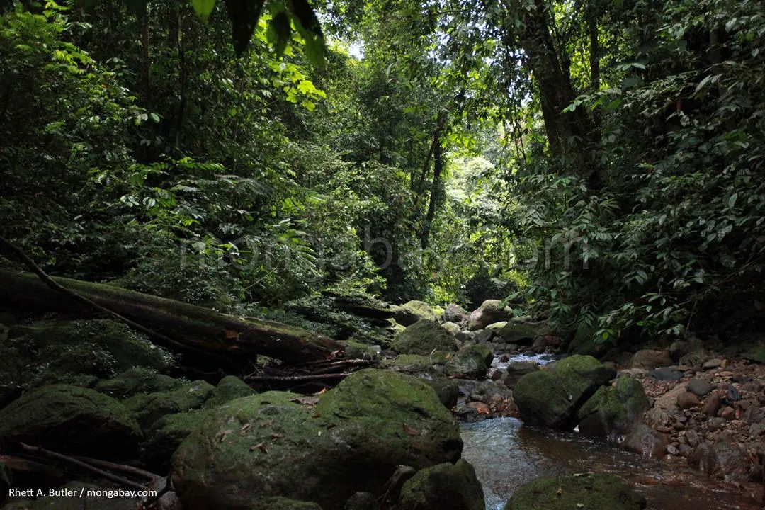 La Selva Húmeda del Indonesia (