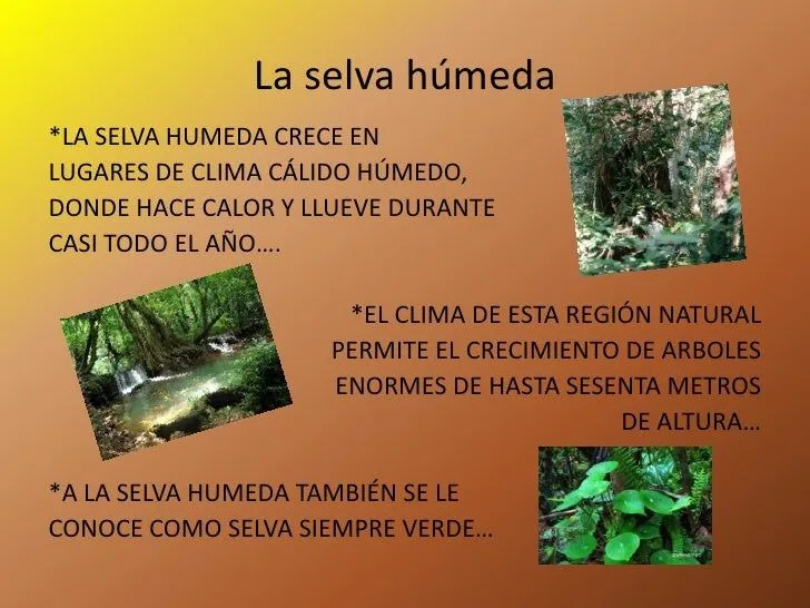 La selva húmeda y seca