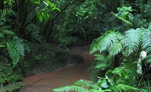 Selva misionera - Las Misiones en Argentina